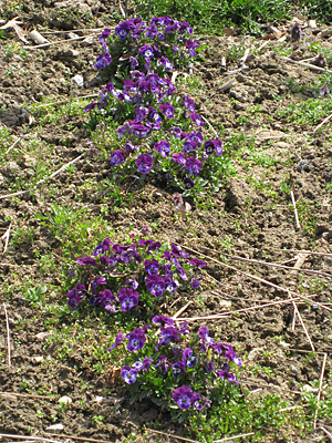 pansy unmulched